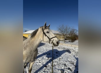 Lipizzanos, Caballo castrado, 14 años, 163 cm, Tordo