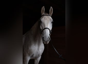 Lipizzanos Mestizo, Caballo castrado, 14 años, 165 cm, Tordo