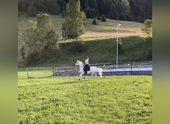 Lipizzanos, Caballo castrado, 15 años, 152 cm, Tordo