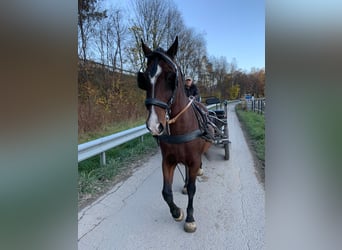 Lipizzanos, Caballo castrado, 15 años, 158 cm, Castaño