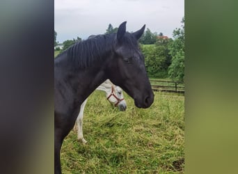 Lipizzanos, Caballo castrado, 1 año, 155 cm, Tordo