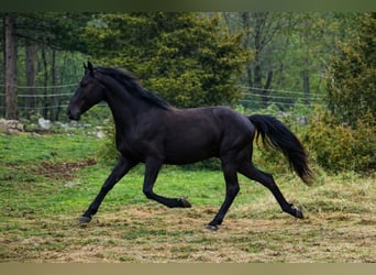 Lipizzanos, Caballo castrado, 2 años, 153 cm, Negro