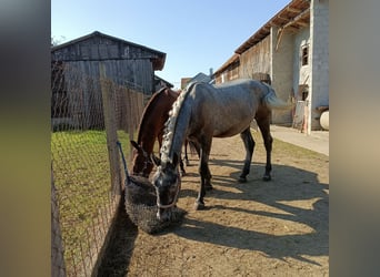 Lipizzanos, Caballo castrado, 2 años, 162 cm, Musgo