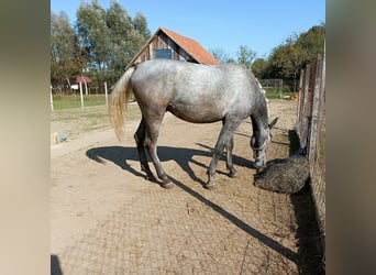 Lipizzanos, Caballo castrado, 2 años, 162 cm, Musgo