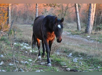 Lipizzanos, Caballo castrado, 3 años, 153 cm, Castaño