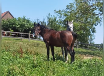 Lipizzanos, Caballo castrado, 3 años, 155 cm, Negro