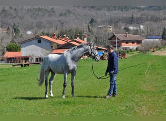 Lipizzanos, Caballo castrado, 3 años, 161 cm, Tordo