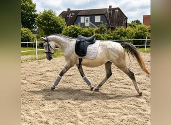 Lipizzanos, Caballo castrado, 3 años, 163 cm, Tordo