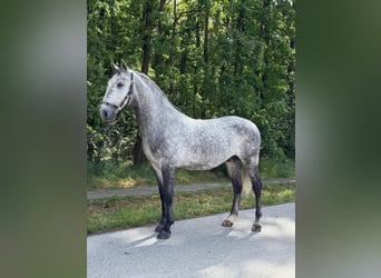 Lipizzanos, Caballo castrado, 4 años, 160 cm, Tordo