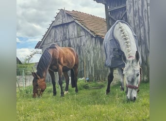 Lipizzanos, Caballo castrado, 4 años, 162 cm, Musgo