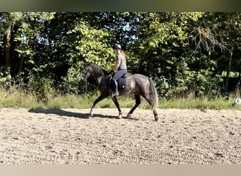 Lipizzanos, Caballo castrado, 4 años, 164 cm, Tordo