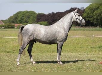 Lipizzanos, Caballo castrado, 4 años, Tordo