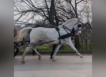 Lipizzanos, Caballo castrado, 4 años, White/Blanco
