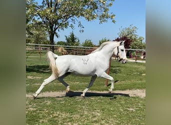 Lipizzanos, Caballo castrado, 5 años, 154 cm, White/Blanco