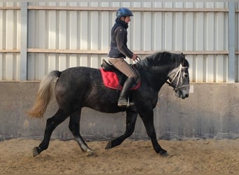 Lipizzanos, Caballo castrado, 5 años, 160 cm