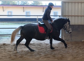 Lipizzanos, Caballo castrado, 5 años, 160 cm, Tordillo negro