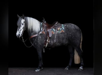 Lipizzanos, Caballo castrado, 5 años, 163 cm, Tordo rodado