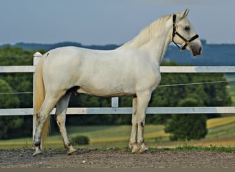 Lipizzanos, Caballo castrado, 6 años, 151 cm
