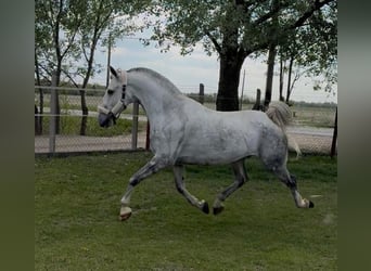 Lipizzanos Mestizo, Caballo castrado, 7 años, 160 cm, White/Blanco