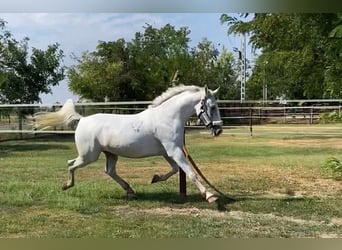 Lipizzanos Mestizo, Caballo castrado, 7 años, 160 cm, White/Blanco