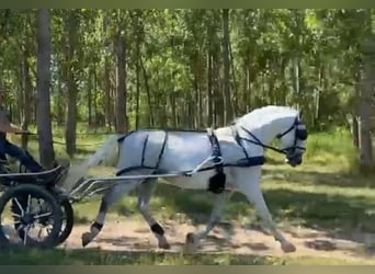 Lipizzanos, Caballo castrado, 7 años, 161 cm, White/Blanco