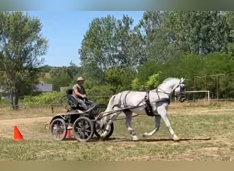 Lipizzanos, Caballo castrado, 7 años, 161 cm, White/Blanco