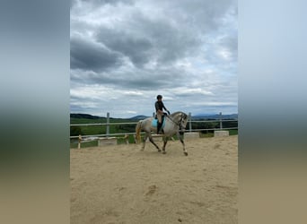 Lipizzanos, Caballo castrado, 7 años, 168 cm, Tordo rodado