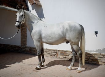 Lipizzanos, Caballo castrado, 7 años, 170 cm, Tordo