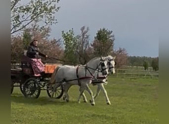 Lipizzanos, Caballo castrado, 8 años, 160 cm, Tordo