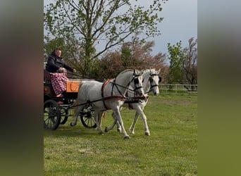 Lipizzanos, Caballo castrado, 8 años, 160 cm, Tordo