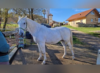 Lipizzanos, Caballo castrado, 8 años, 161 cm, Tordo