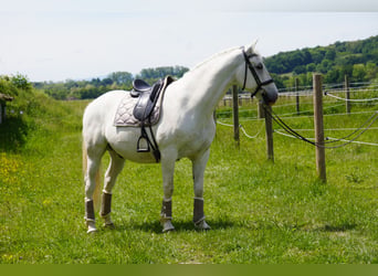 Lipizzanos, Caballo castrado, 8 años, 161 cm, Tordo