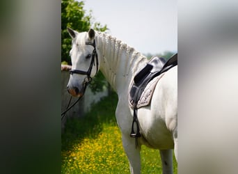 Lipizzanos, Caballo castrado, 8 años, 161 cm, Tordo
