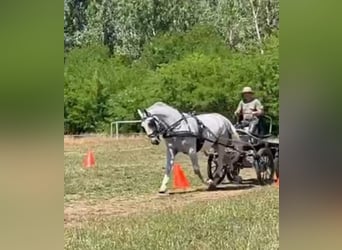 Lipizzanos, Caballo castrado, 8 años, 161 cm, White/Blanco