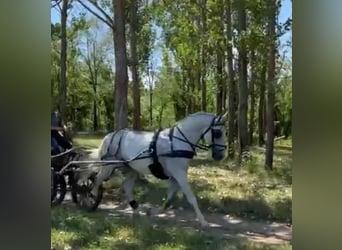 Lipizzanos, Caballo castrado, 8 años, 161 cm, White/Blanco