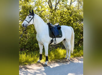 Lipizzanos, Caballo castrado, 8 años, 164 cm, Tordo