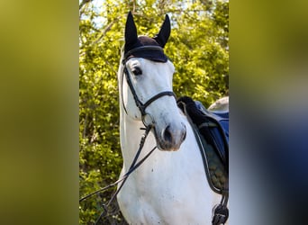 Lipizzanos, Caballo castrado, 8 años, 164 cm, Tordo