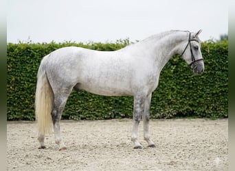 Lipizzanos, Caballo castrado, 8 años, 165 cm, Tordo