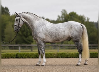 Lipizzanos, Caballo castrado, 8 años, 165 cm, Tordo