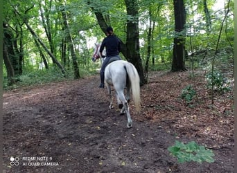 Lipizzanos, Caballo castrado, 9 años, 158 cm, Tordo