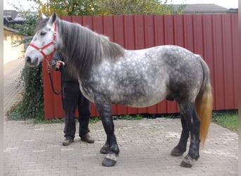 Lipizzanos Mestizo, Caballo castrado, 9 años, 160 cm, Tordo rodado