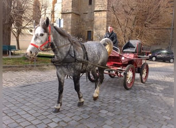 Lipizzanos Mestizo, Caballo castrado, 9 años, 160 cm, Tordo rodado