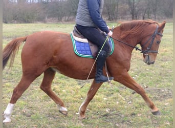 Lipizzanos Mestizo, Caballo castrado, 9 años, 160 cm, Tordo rodado