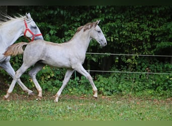 Lipizzanos, Semental, 1 año, 158 cm, Tordo