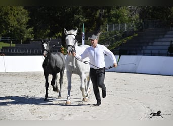 Lipizzanos, Semental, 1 año, 160 cm