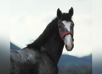 Lipizzanos, Semental, 1 año, 160 cm, Tordo rodado