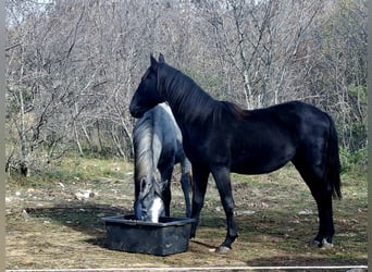 Lipizzanos, Semental, 2 años, 151 cm, Negro