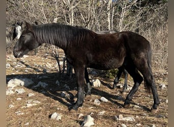 Lipizzanos, Semental, 2 años, 151 cm, Negro