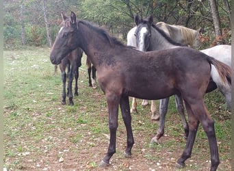 Lipizzanos, Semental, 2 años, 151 cm, Negro