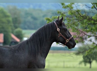 Lipizzanos, Semental, 2 años, 159 cm, Negro
